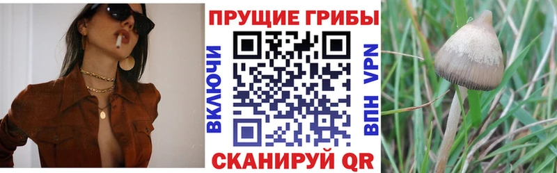 Галлюциногенные грибы Magic Shrooms  магазин  наркотиков  Ясный 